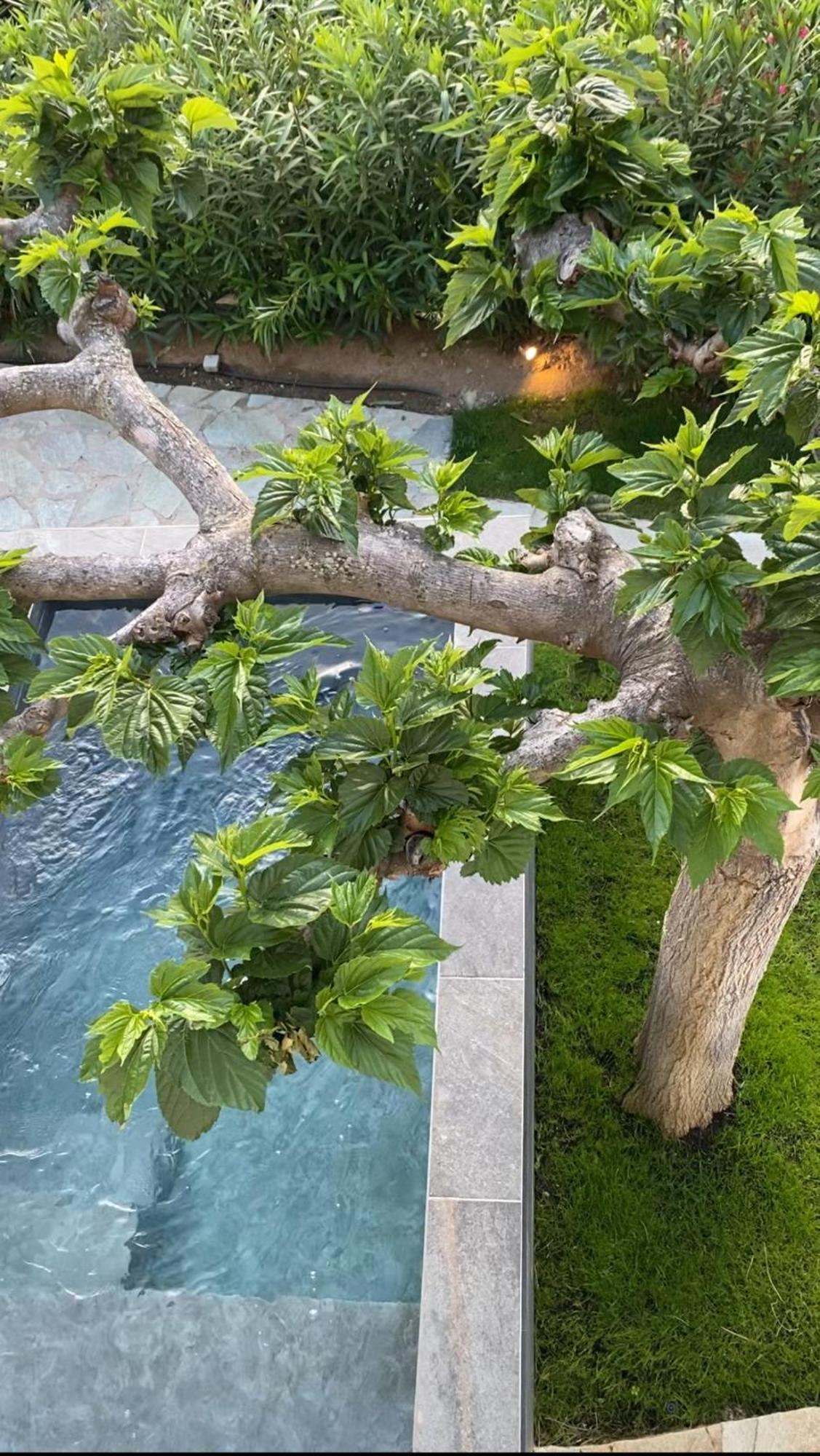 Suite Private Pool,1667451468:JPEG