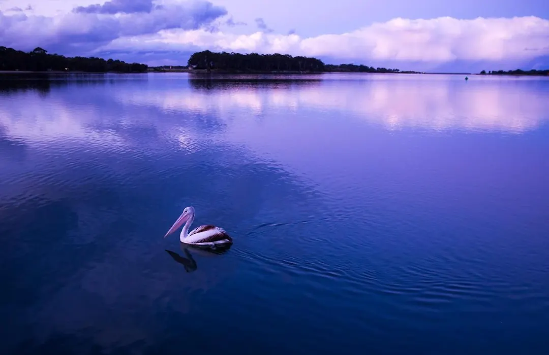 The Seabird-1