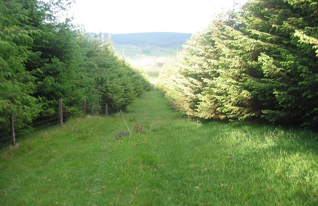 The Dales-1