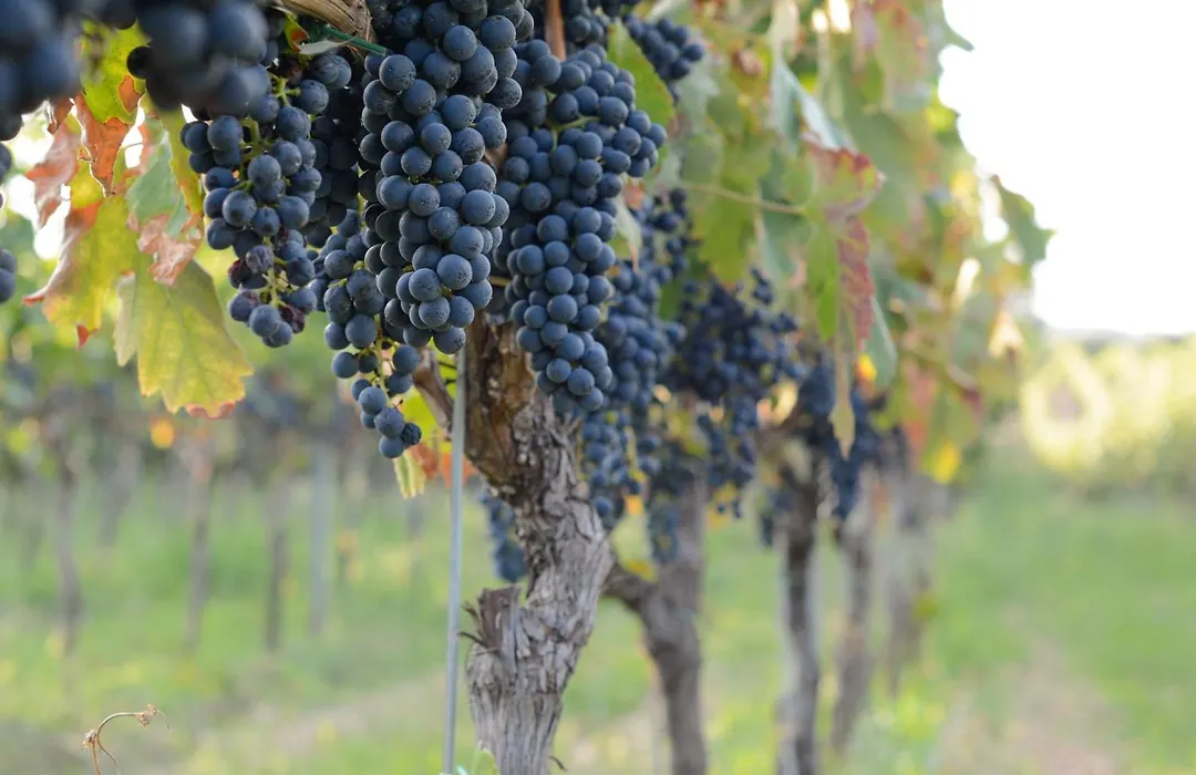 Tenuta Padre Pio-1