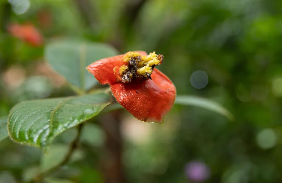 Pachira Lodge-1