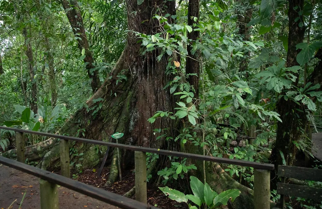 Pachira Lodge-1