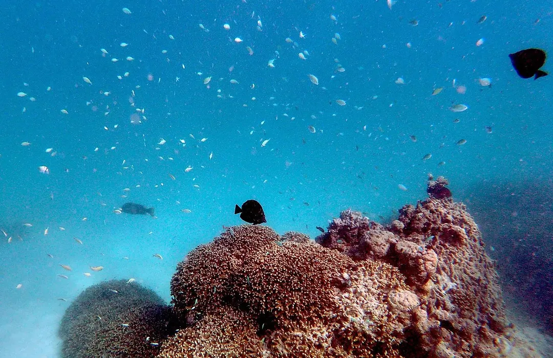 Gangehi Island Resort & Spa-1