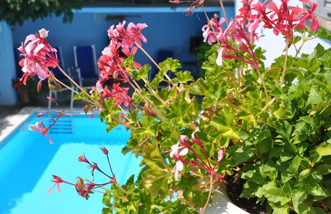 Villa Annamaria B&B-1