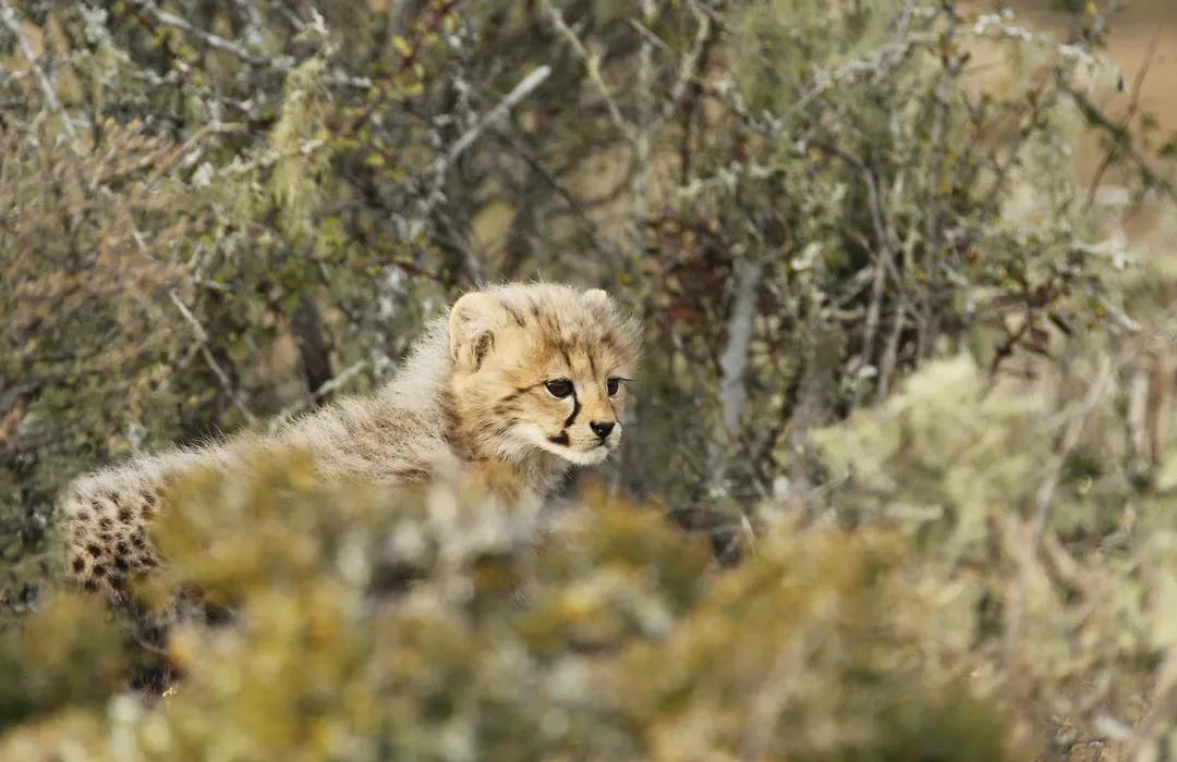 Kwandwe Private Game Reserve - Melton Manor-1