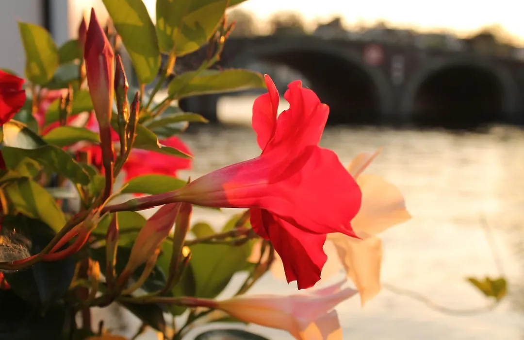Houseboat Orpheus-1