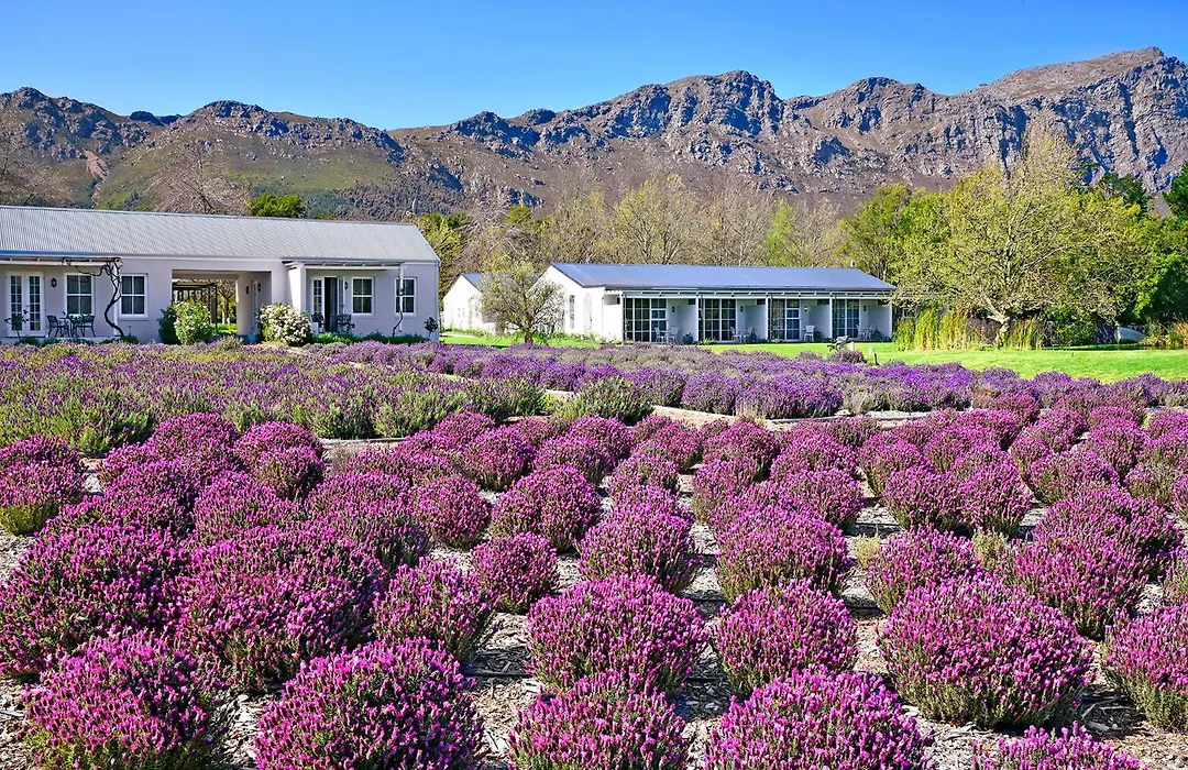 Lavender Farm Boutique Guest House-1