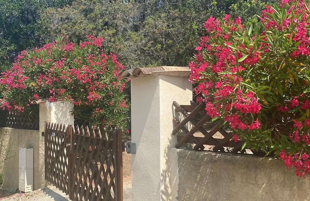 A Pineta Corsa-1