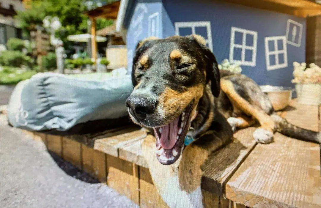 ALPENHOTEL TYROL - B&B - ADULTS ONLY - Alpines Lifestyle-Konzepthotel - dog friendly-1