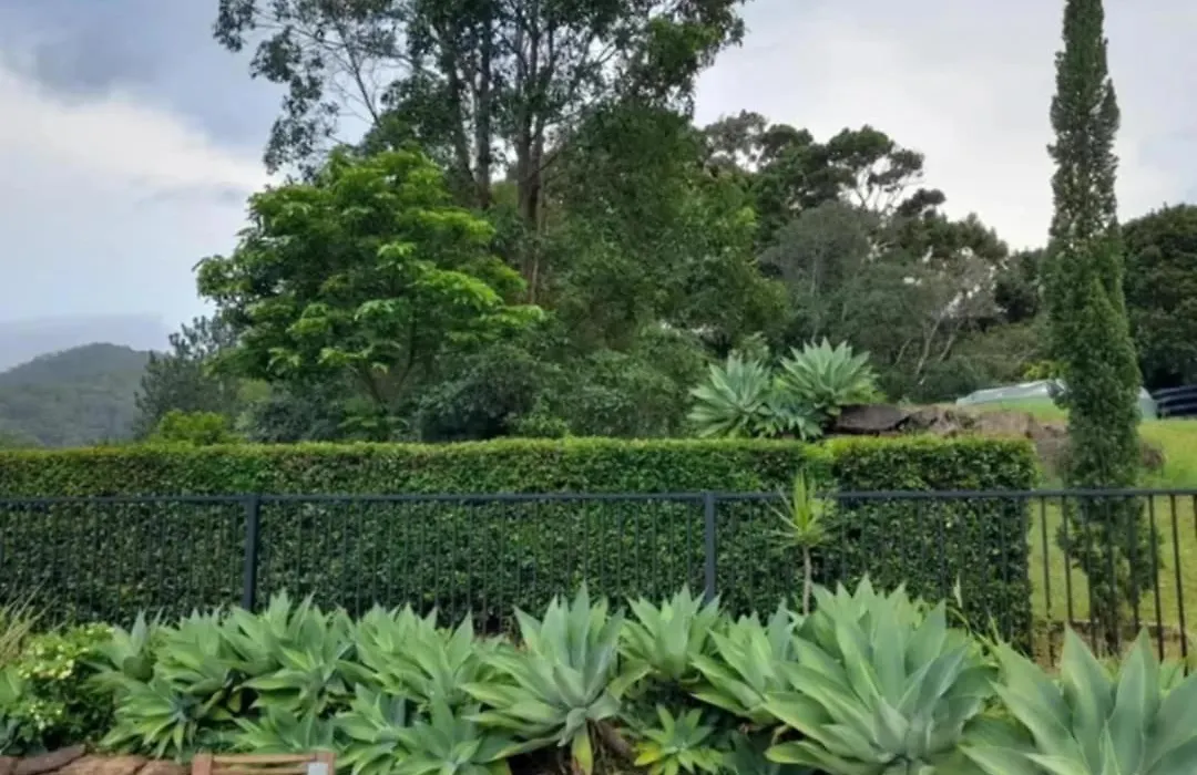 A View Of Mount Warning-1