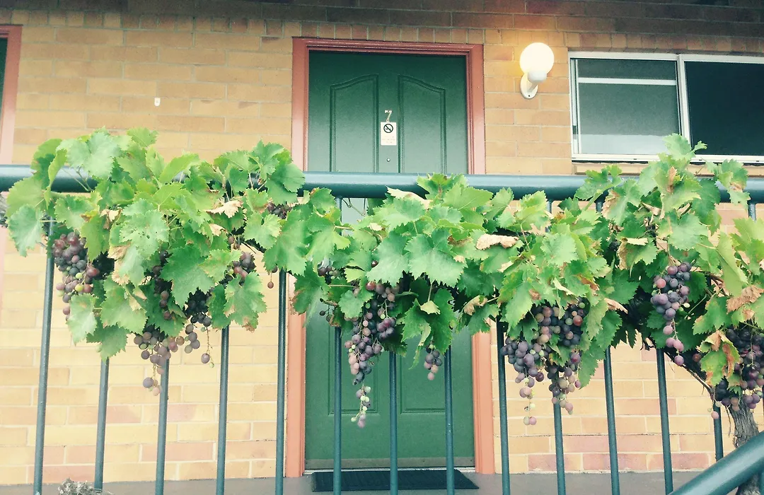 The Vines Motel & Cottages-1