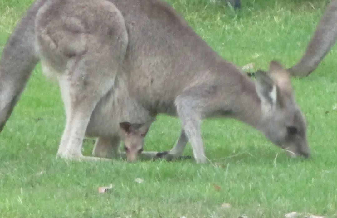 Mallacoota'S Shady Gully Caravan Park-1
