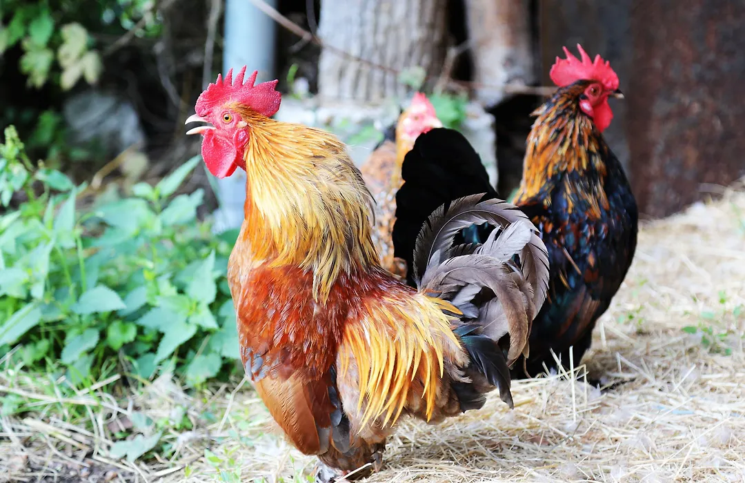 La Ferme des Isles-1