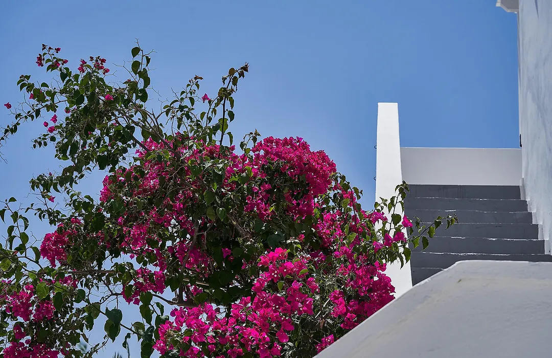 Petri Suites-1