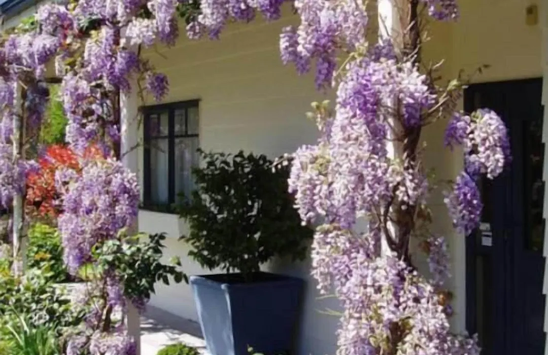 Olive Rabbit - Boutique Bed & Breakfast-1