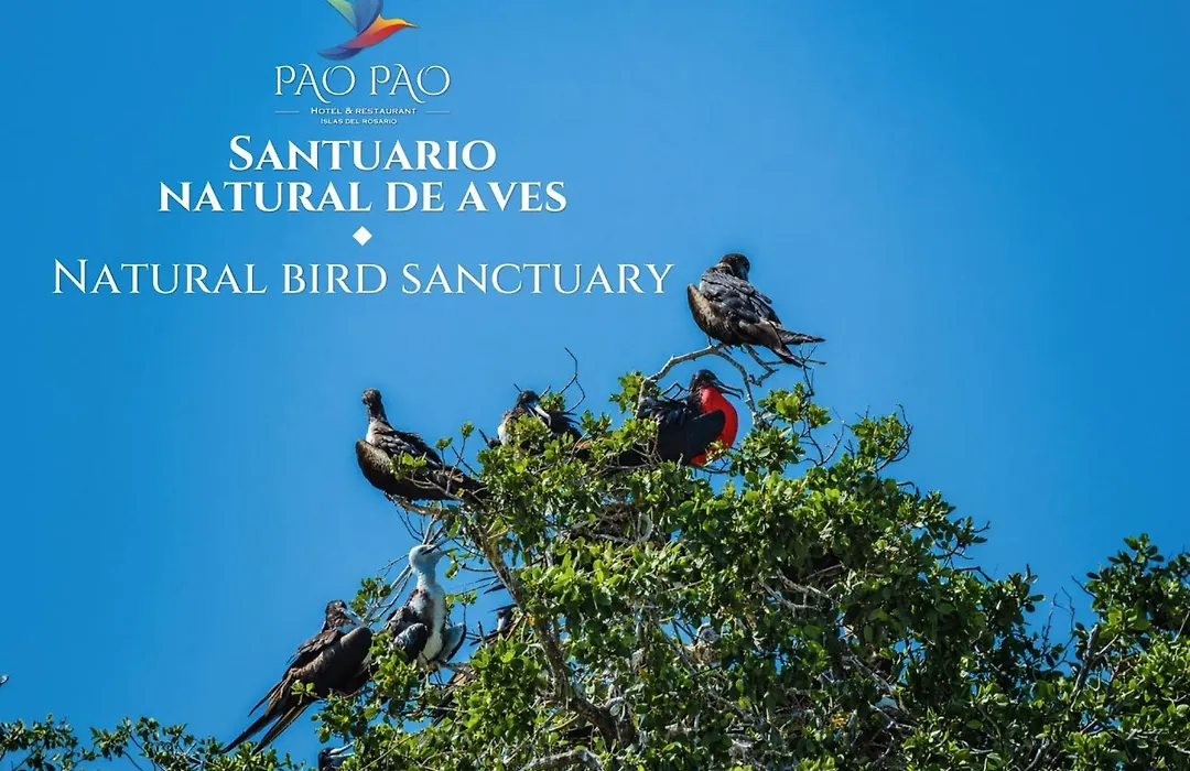 Pao Pao Cartagena-1