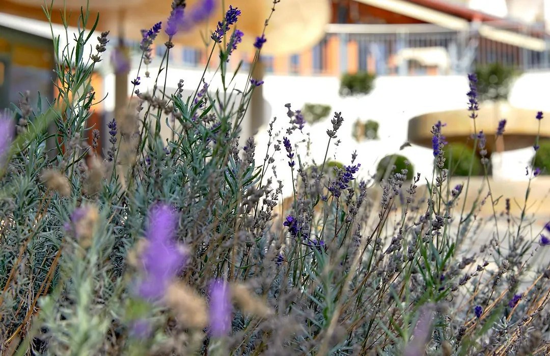 Ayurveda Resort Mandira-1