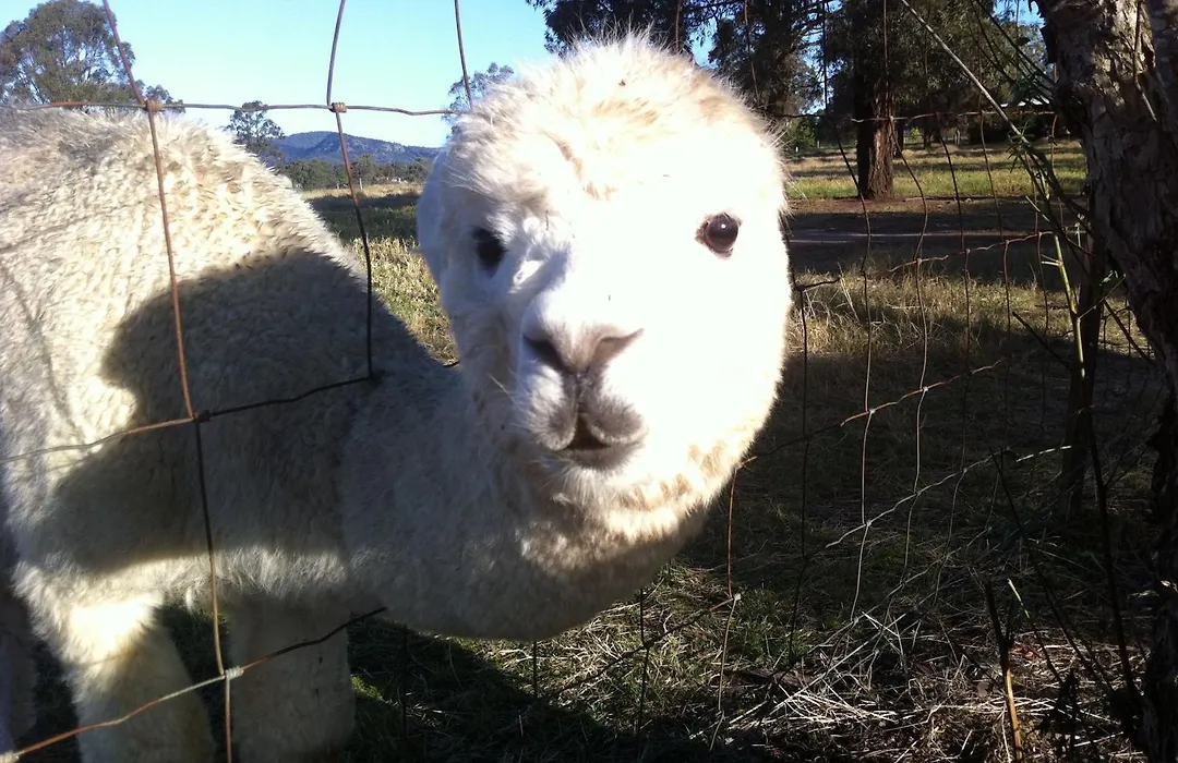 Starline Alpacas Farmstay Resort-1