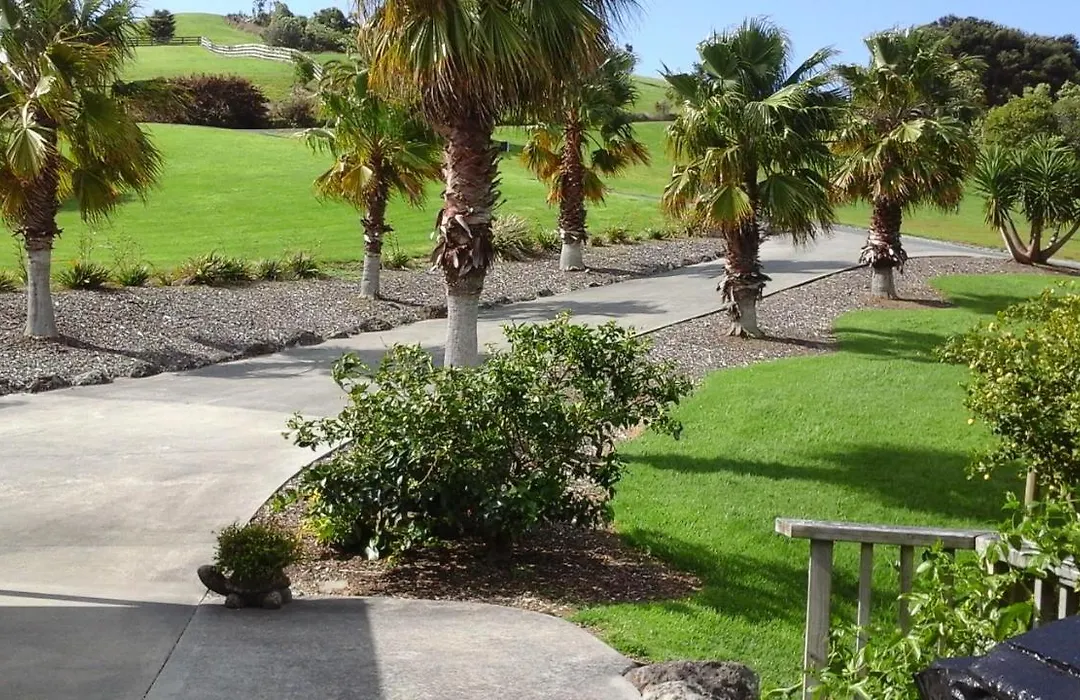 Pukeko Nest-1