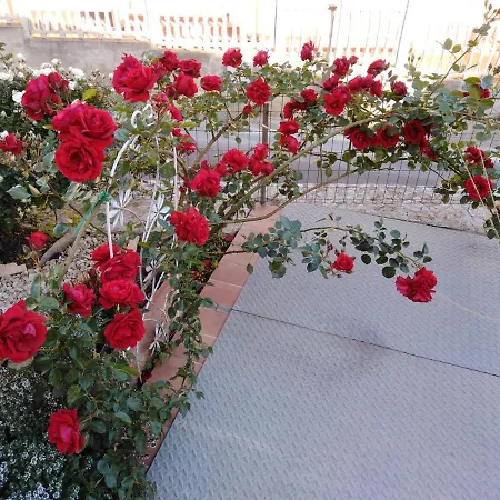 The Roses Garden-3