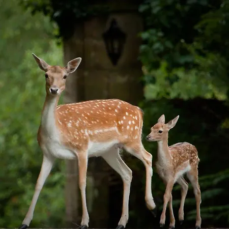 Ashdown Park Hotel-3