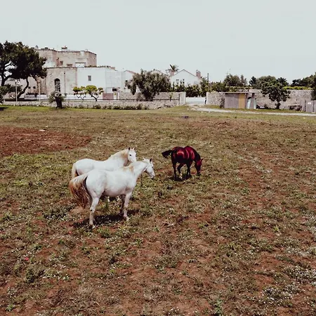Masseria Francescani-2