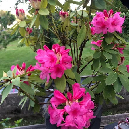 Fleur de l Elorn-2