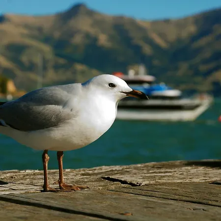 Akaroa Top 10 Holiday Park-2