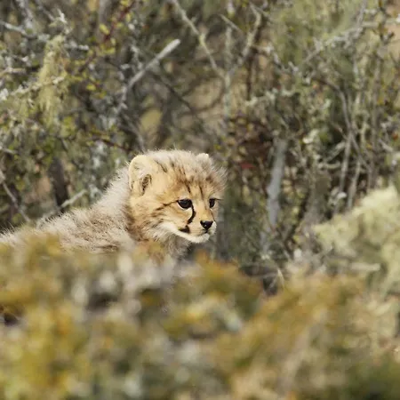 Kwandwe Private Game Reserve - Ecca Lodge-2