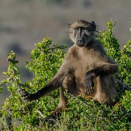 Kwandwe Private Game Reserve - Ecca Lodge-3