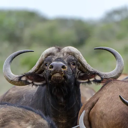 Kwandwe Private Game Reserve - Ecca Lodge-2