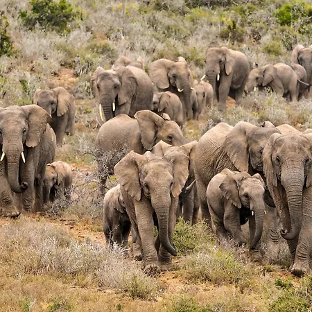 Kwandwe Private Game Reserve - Ecca Lodge-3
