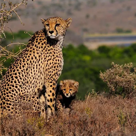 Kwandwe Private Game Reserve - Melton Manor-3