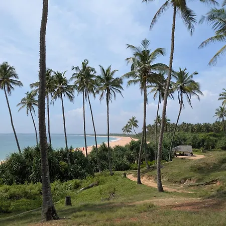 Coconut Tree Hill Rekawa-2