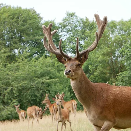 Au Domaine du Cerf-3