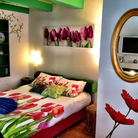 Tulip Of Amsterdam-3