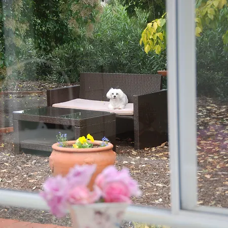 Must Love Dogs B&B & Self Contained Cottage-3