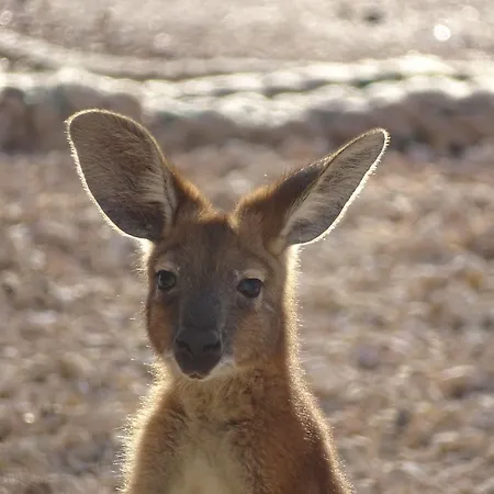 On The Deck @ Shark Bay-3