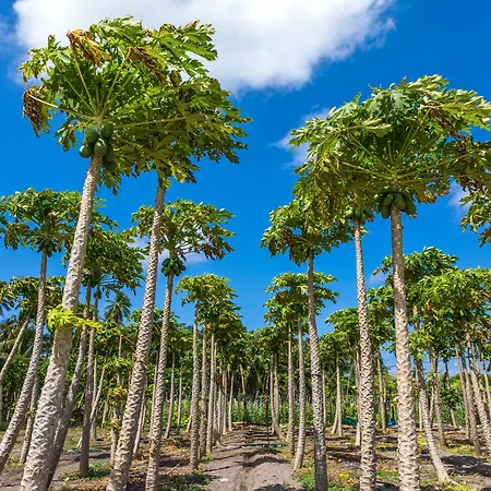 Relax Residence Thoddoo Maldives-2
