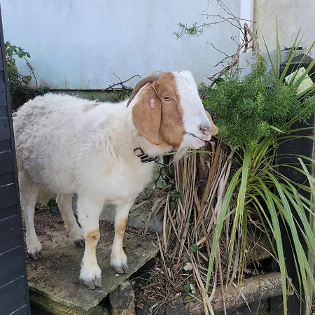 Hideaway Escapes: Farmhouse B&B with Animal Encounters in Pembrokeshire-2