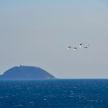 Vela D'Oro-2