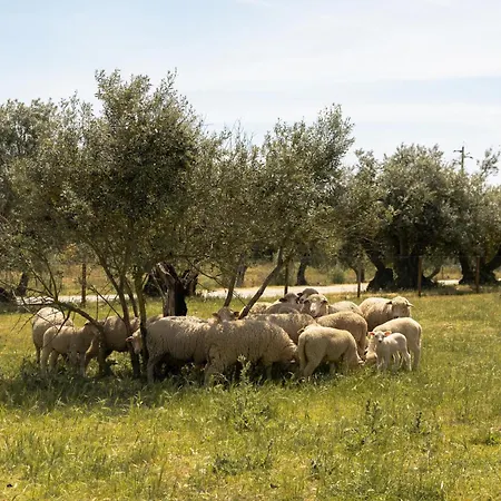 Quinta Da Amendoeira - Evora - The Farmhouse-2