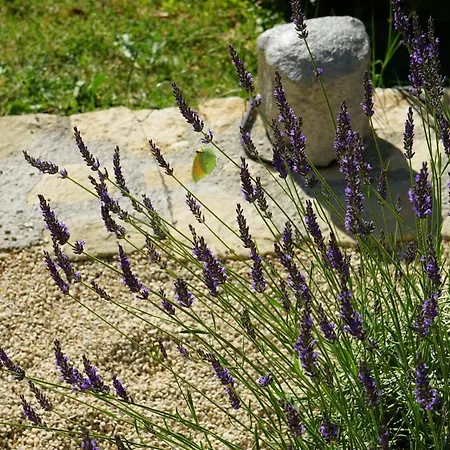 Les Terrasses du Luberon-2
