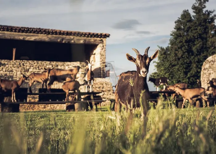 Le Domaine du Castellas