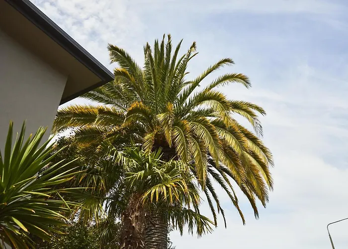 Blenheim Palms