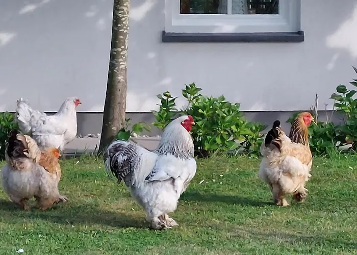 Op de Boerderie