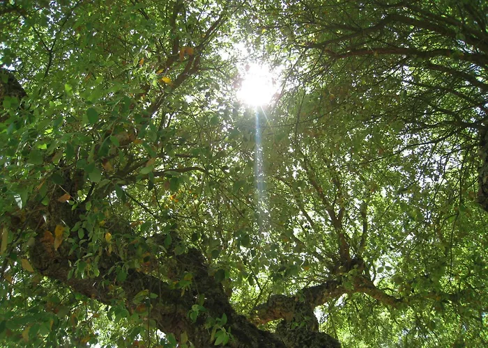 Monte Das Faias Cork Farm Hotel