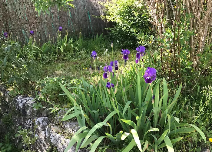 Le Patio Fleuri