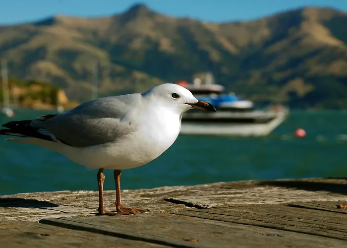 Akaroa Top 10 Holiday Park
