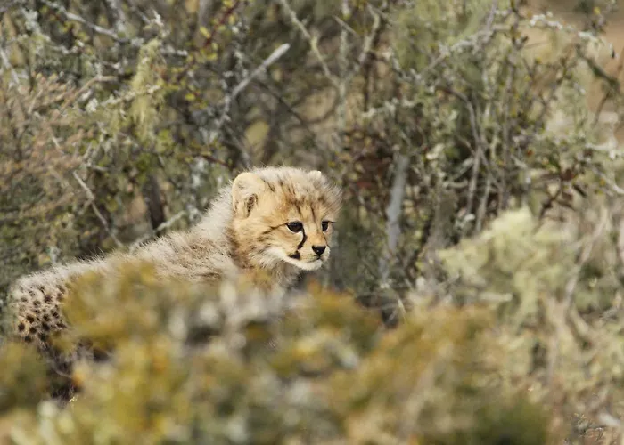 Kwandwe Private Game Reserve - Melton Manor Grahamstown